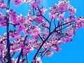 Pink Cherry
