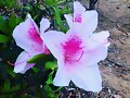 Pink Azalea