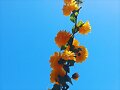 Kerria Japonica