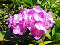 Pink Hydrangea