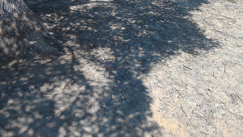 Shade of Tree