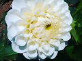 White Chrysanthemum