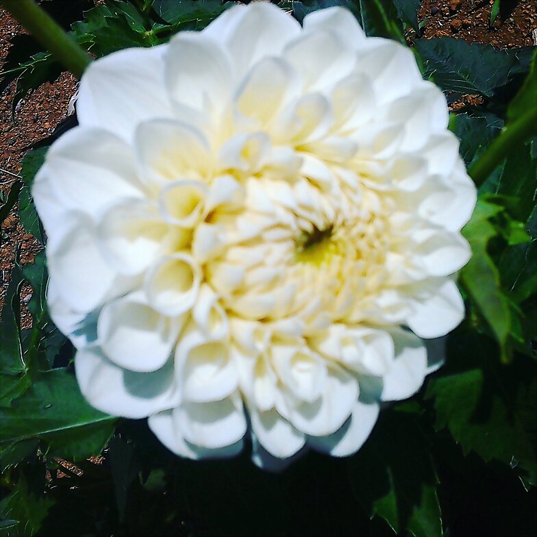 White Chrysanthemum