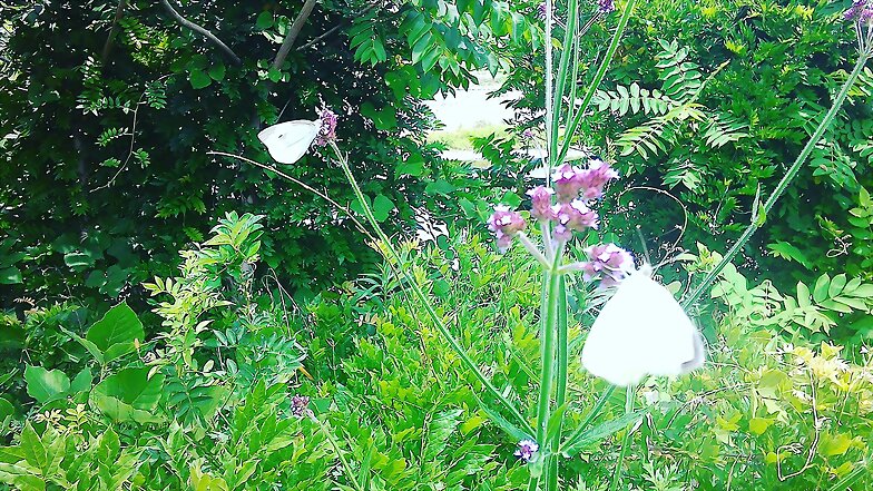 Butterflies
