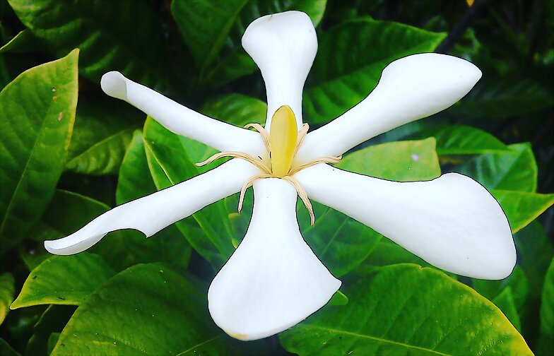 Gardenia
