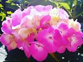 My garden&#039;s Hydrangea