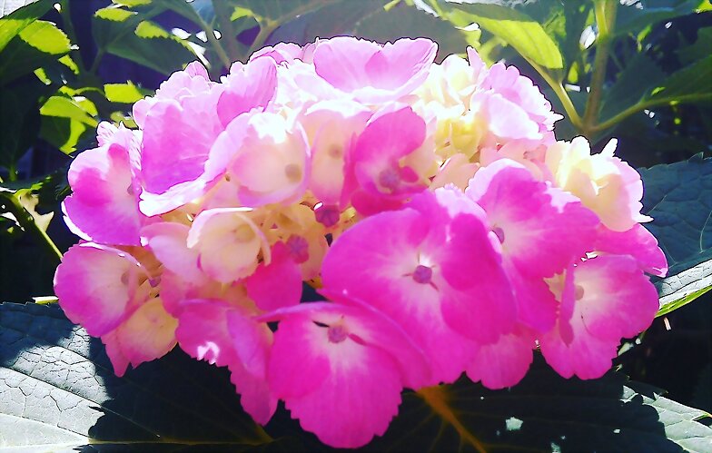 My garden's Hydrangea