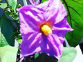 Eggplant