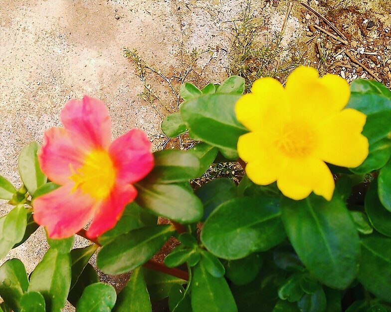 Hypericum