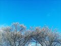 Plum Blossom