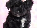 Mi Mascota tomasa
