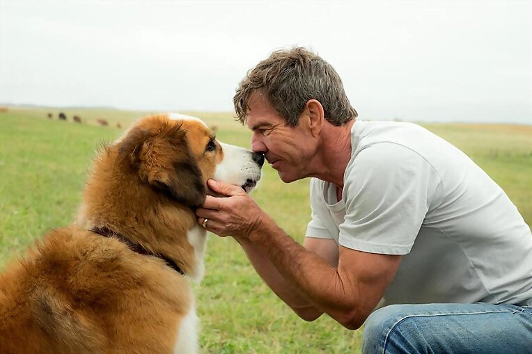 El propósito de un perro