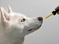 Arthritis Joint Pain in Dogs