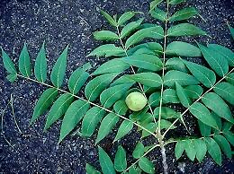 Walnut seedlings