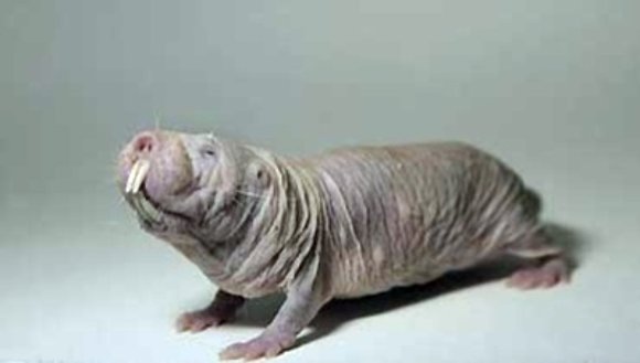 foca_monje