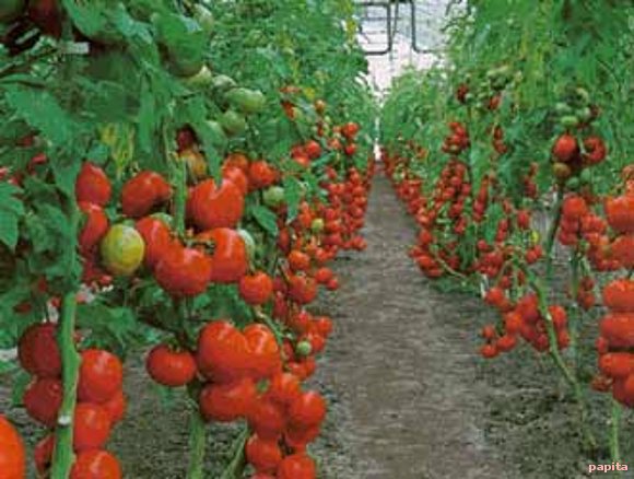 El tomate
