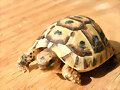 Juveniles 1 a&ntilde;o y pico III