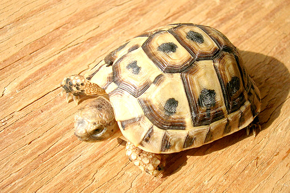 Juveniles 1 año y pico II