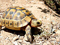 Juveniel amarillo miel