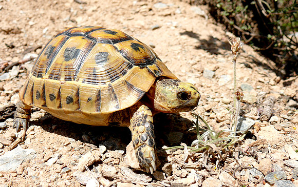 Juveniel amarillo miel