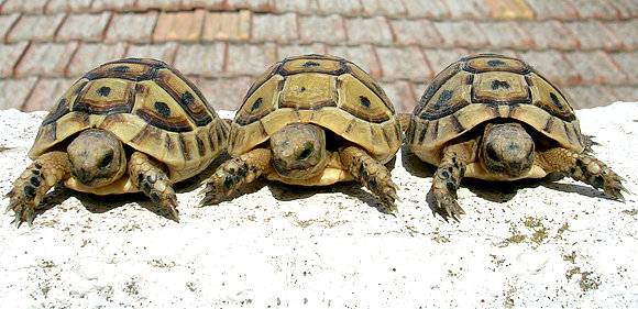 Chiquiturris con unos meses 2