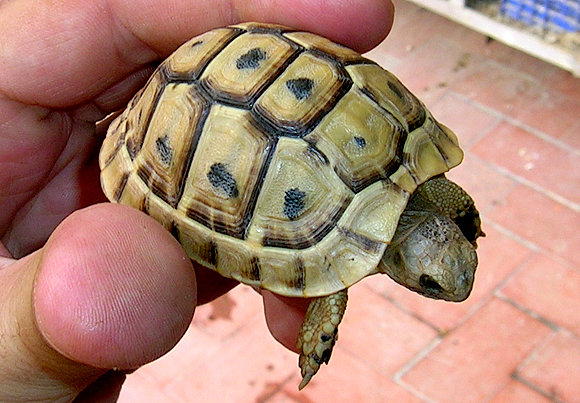 Mi rubica con 2 años
