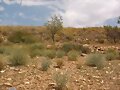 Cultivos de Almendros abandonados