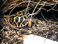 Cr&iacute;a de Geochelone elegans