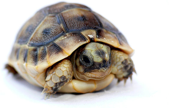 Testudo g. graeca recién nacida