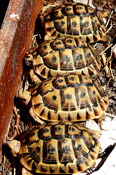 Juveniles de Testudo graeca 3 años asoleándose I