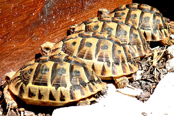 Juveniles de Testudo graeca 3 años asoleándose II
