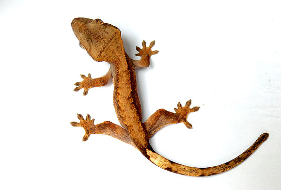 El Chato II