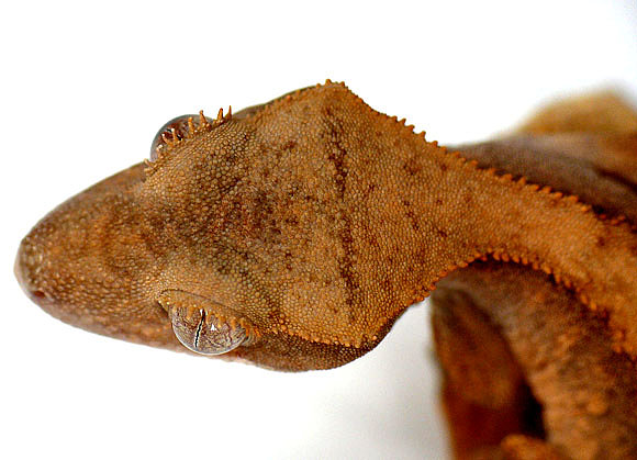 El Chato III