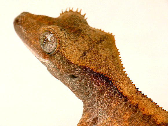 El Chato IV
