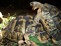C&oacute;pula Testudo graeca 2003
