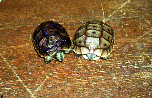 Diferente coloración graecas