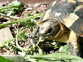 Juvenil graeca comiendo II