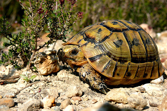 Macho asoleándose en Febrero'09