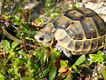 Juveniel comiendo en Febrero&#039;09