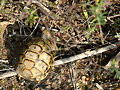 Chiquitica en la base de un arbusto en Febrero&#039;09