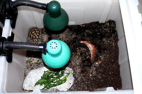 Terrario improvisado/enfermería 2