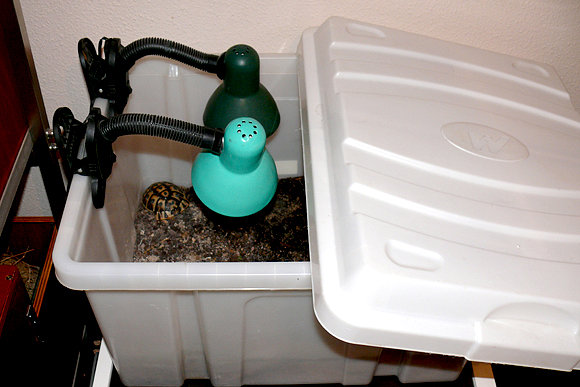 Terrario improvisado/enfermería 1
