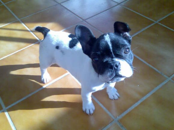 El Willow