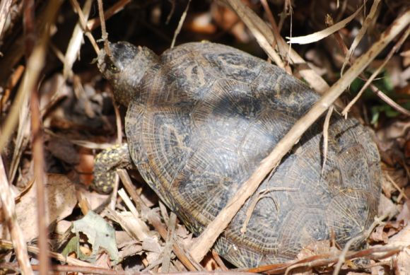 Emys orbicularis fritzjuergenobsti