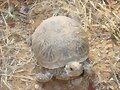 Terrapene ornata luteola