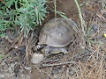 Puestas - Terrapene carolina triunguis 2