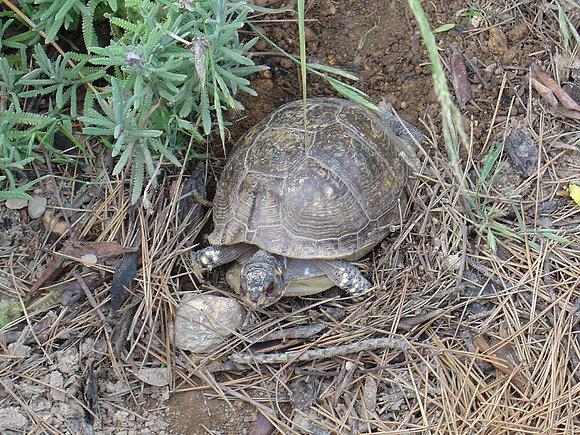 Puestas - Terrapene carolina triunguis 2