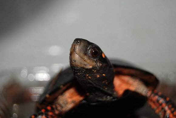 Clemmys guttata macho
