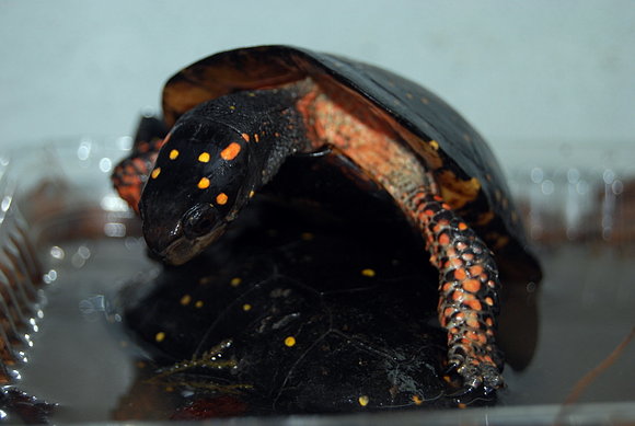Clemmys guttata cópula