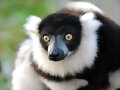 Vari negro